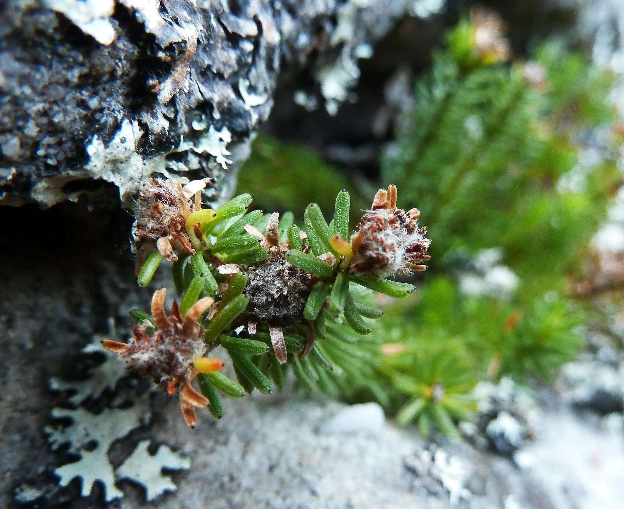 Image of Staavia pinifolia Willd.