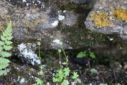 Imagem de Saxifraga rivularis subsp. rivularis