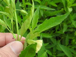 Image of cutleaf groundcherry