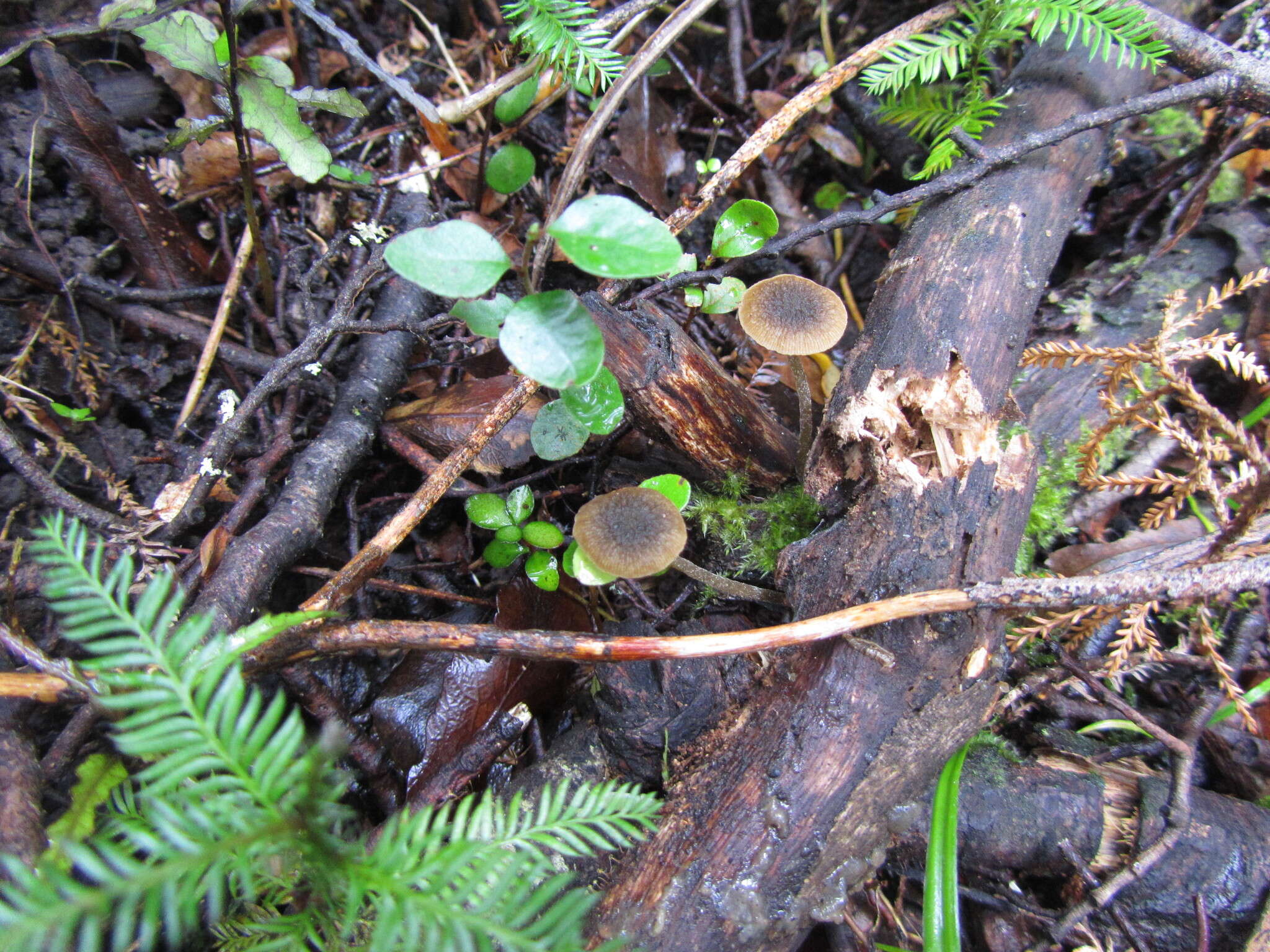 Слика од Simocybe phlebophora E. Horak 1980