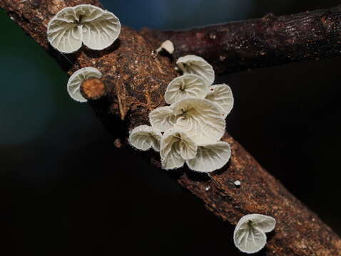 Слика од Tetrapyrgos olivaceonigra (E. Horak) E. Horak 1987