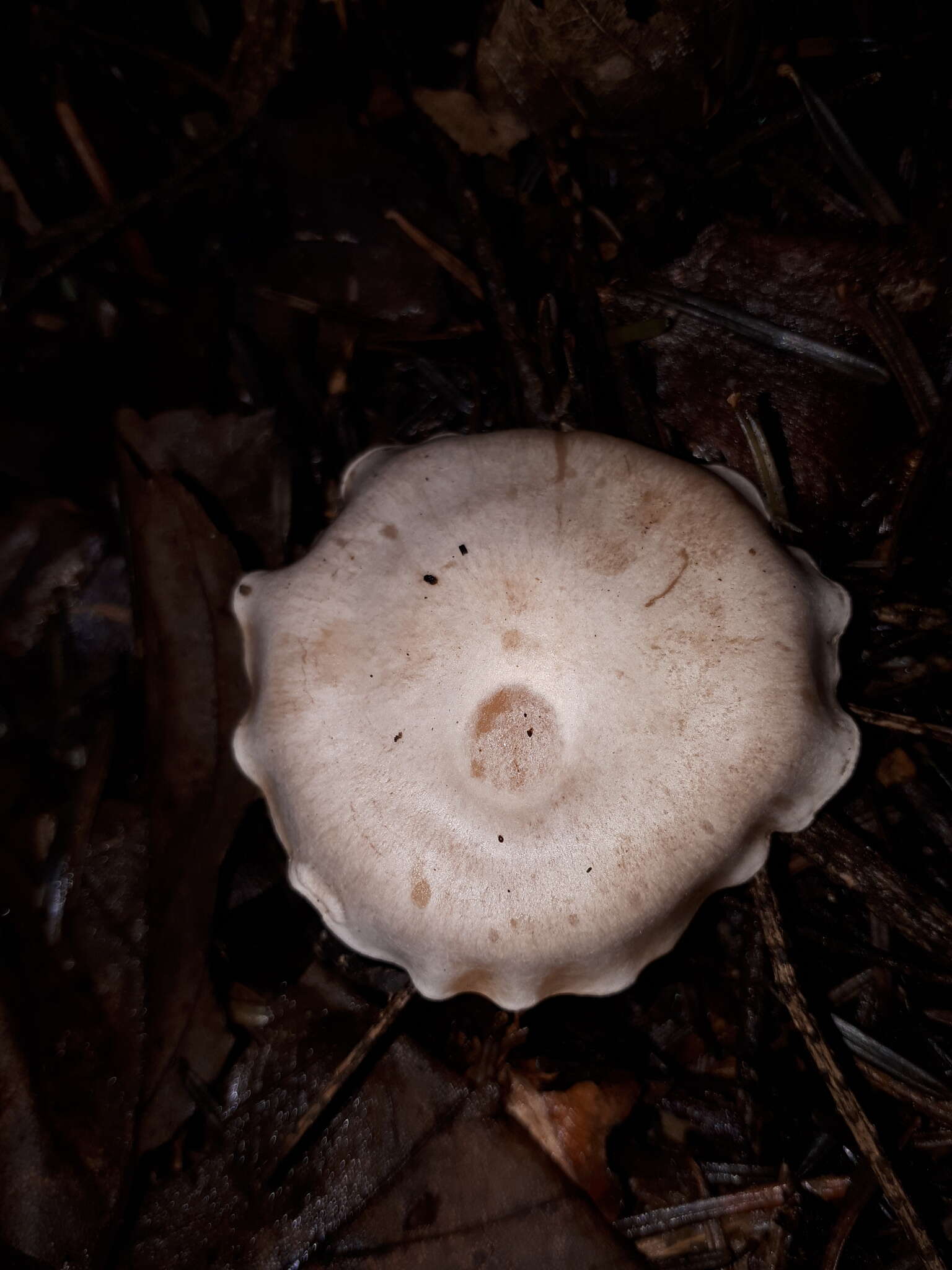 Image of Clitocybe phyllophila (Pers.) P. Kumm.