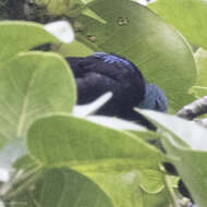 Image of Scarlet-thighed Dacnis