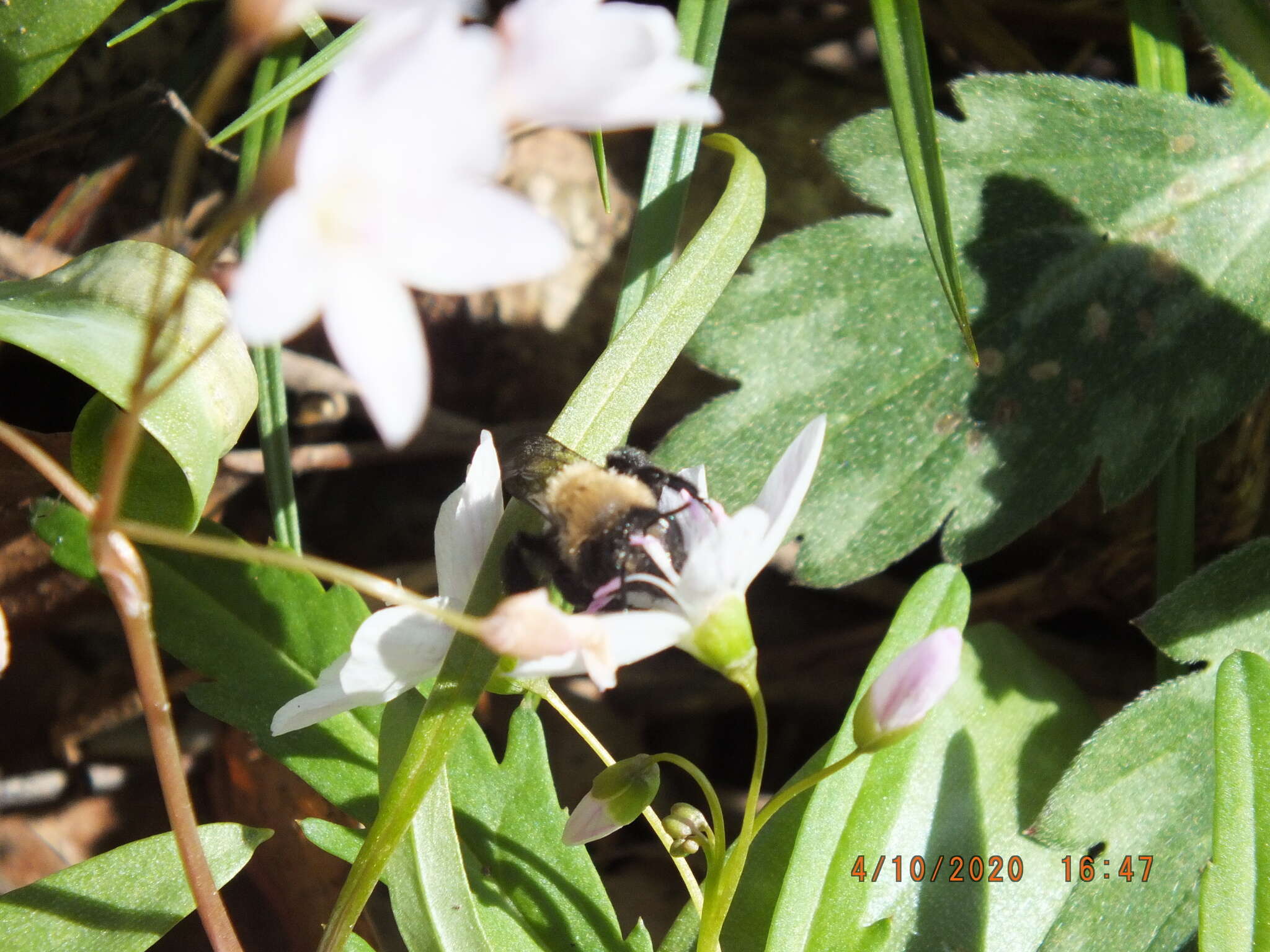 Image of Carlin's Andrena