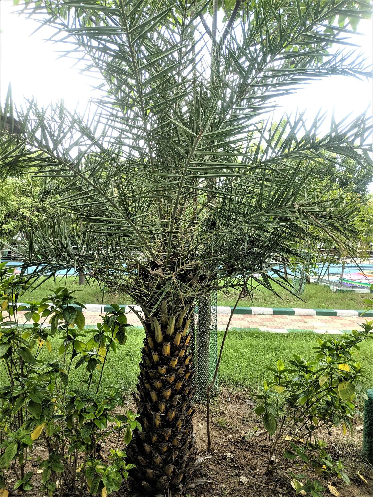 Image of wild date palm