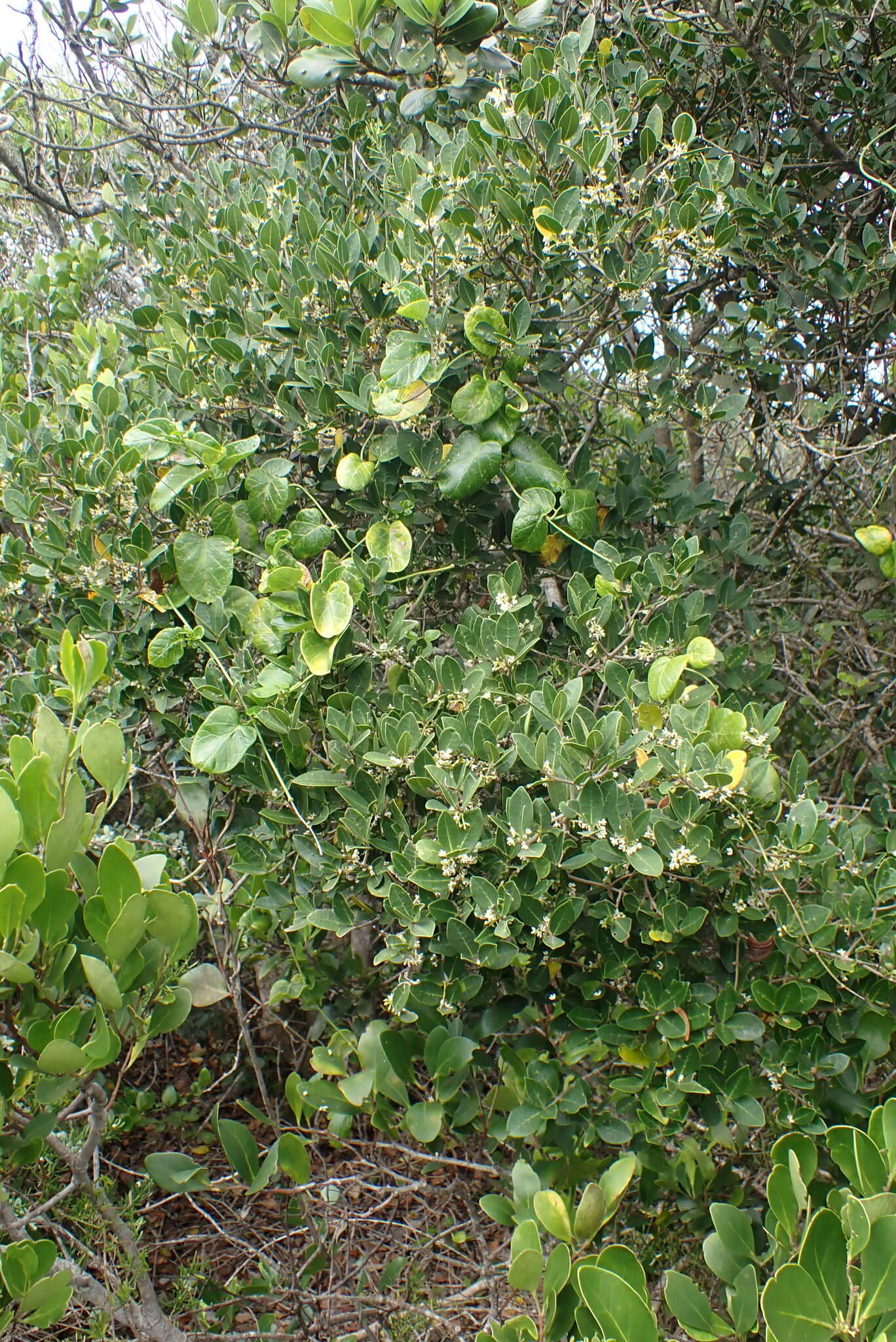 Image of Noronhia foveolata (E. Mey.) Hong-Wa & Besnard