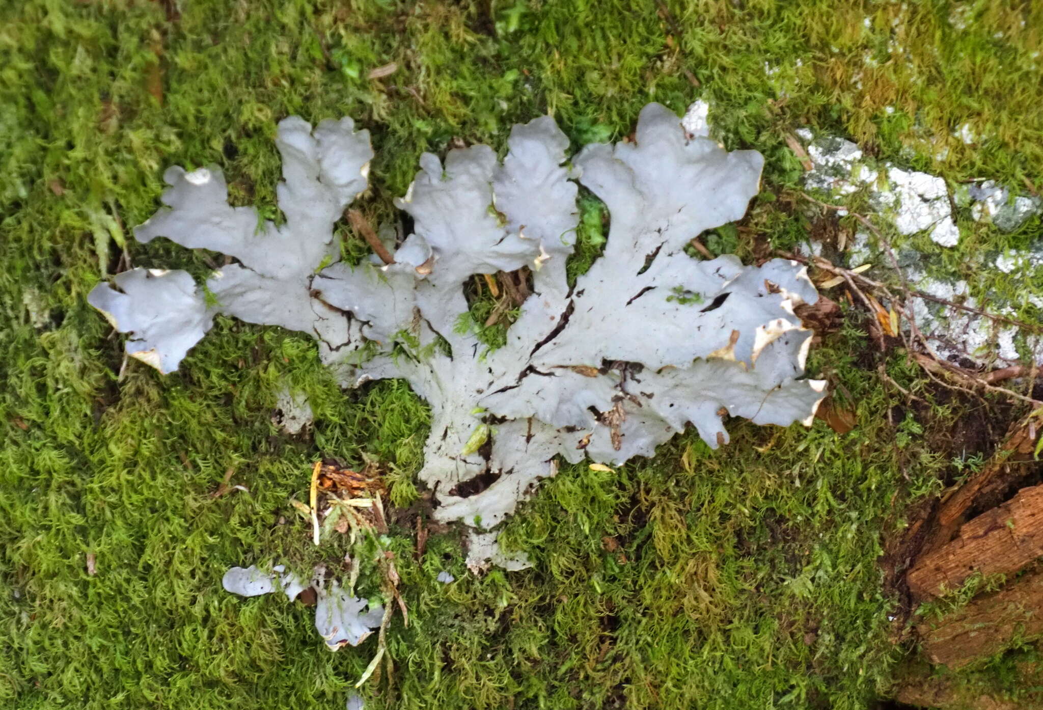 Image of felt lichen