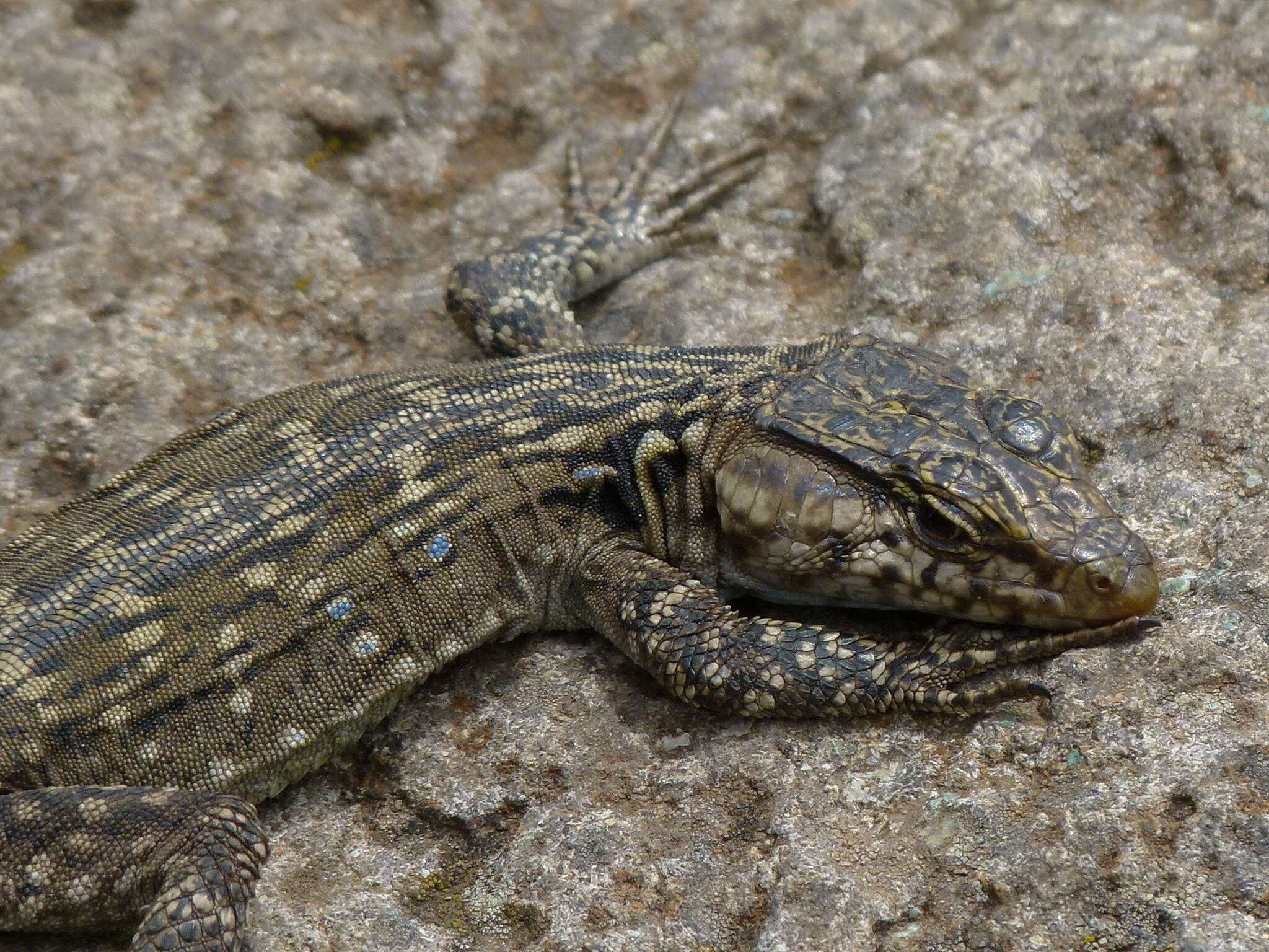 Image de Lézard à fausse ceinture de Lang