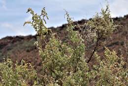 Image of bluegreen saltbush