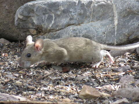 Image of White-throated Woodrat