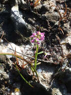 Image of Little-Leaf Milkwort