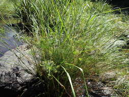 Image of miniature flatsedge