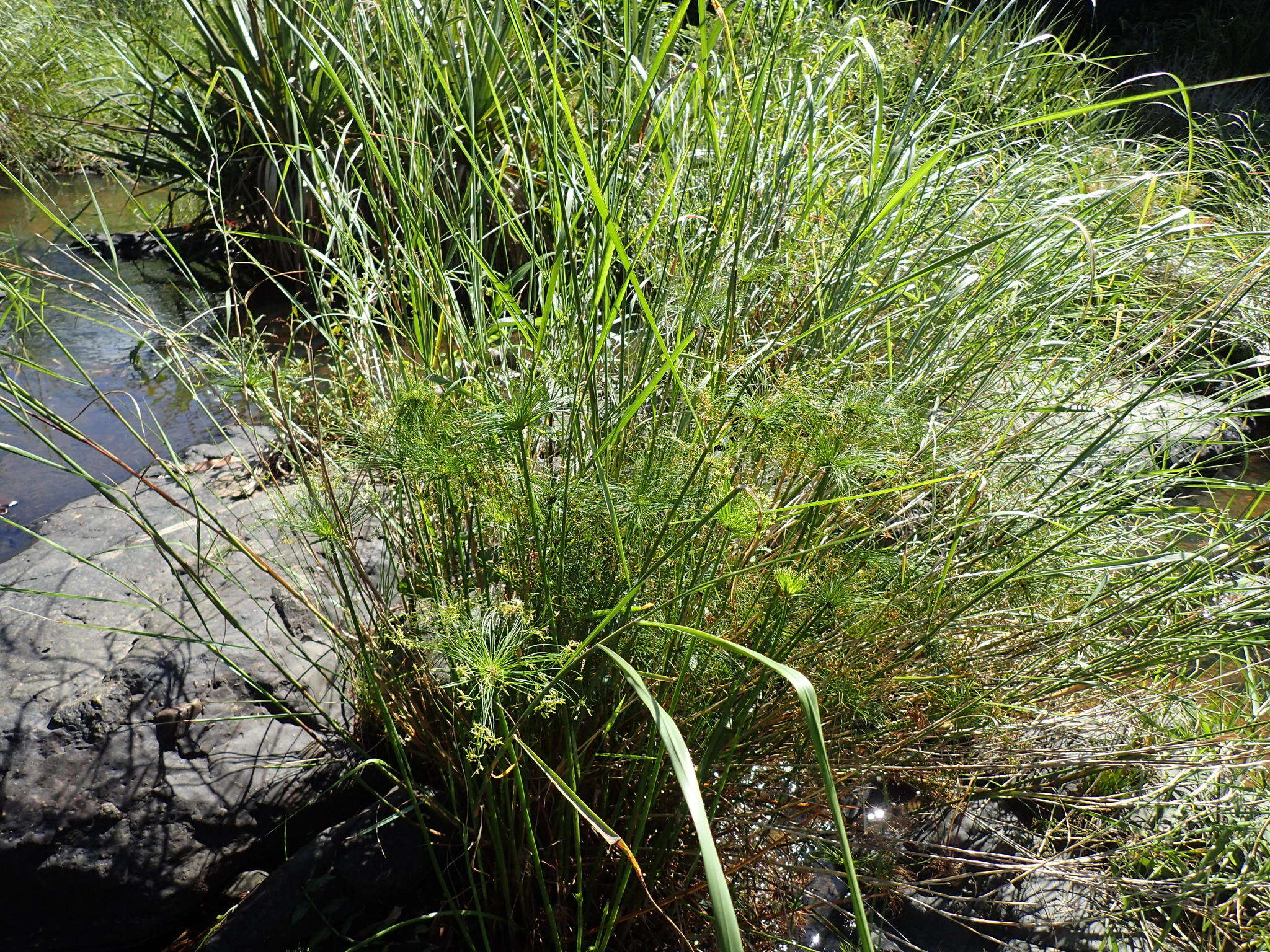 Image of miniature flatsedge