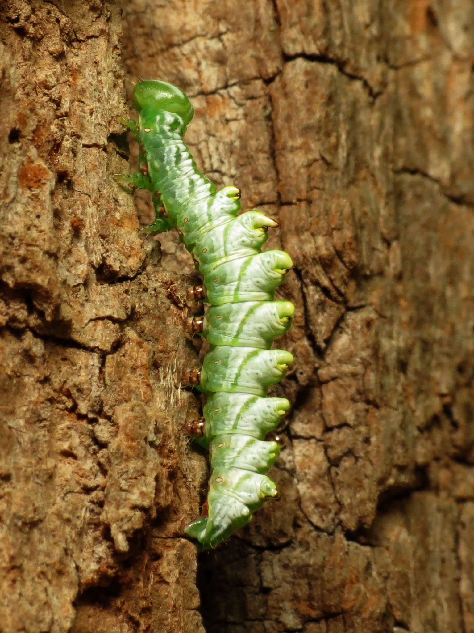 Image of Double-toothed Prominent