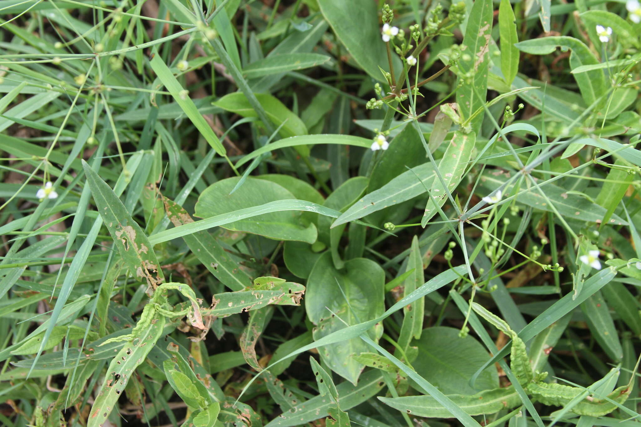 Image of American water plantain