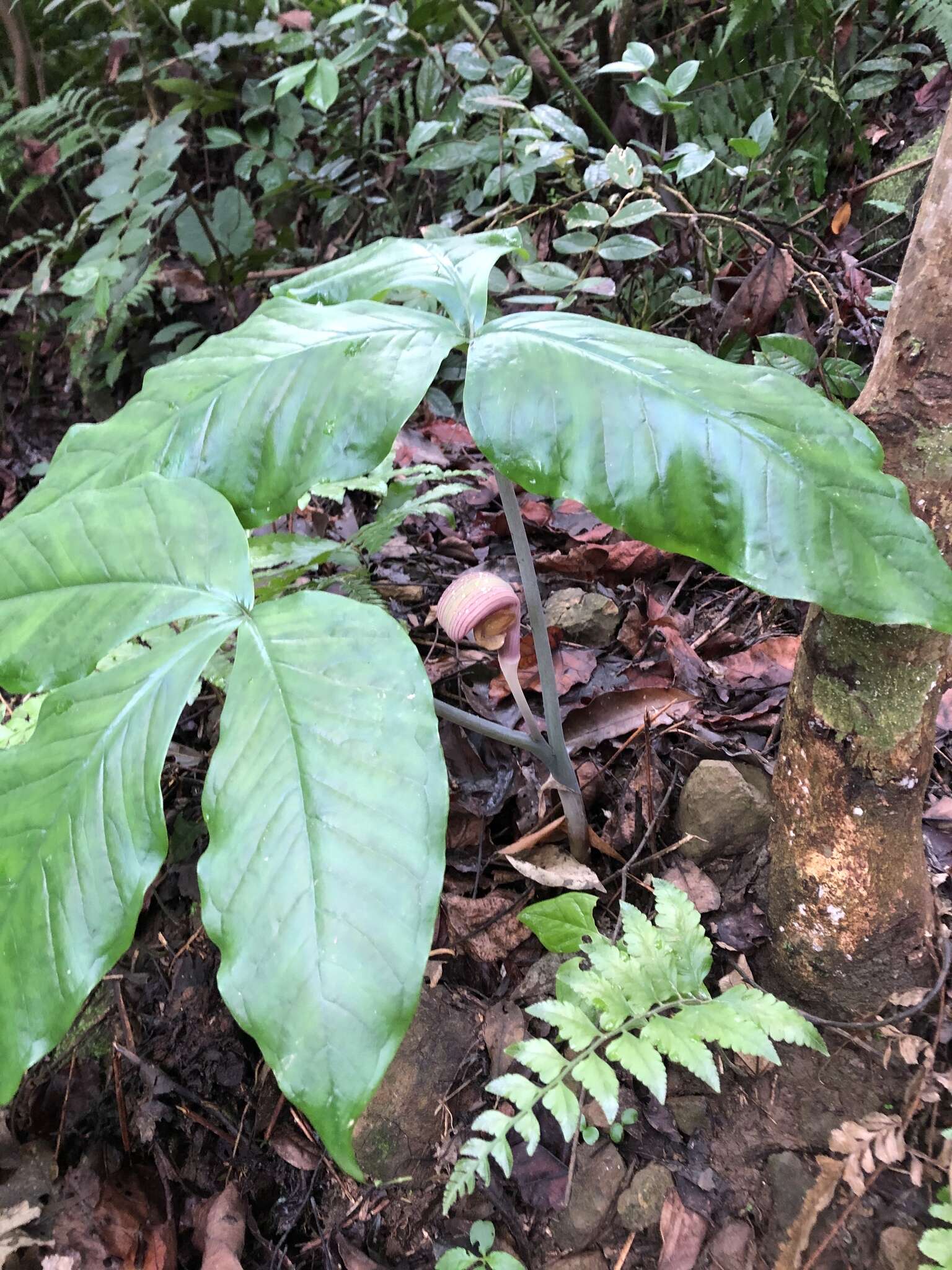 Arisaema ringens (Thunb.) Schott的圖片