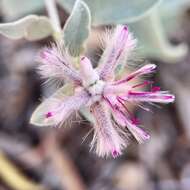 Ptilotus sessilifolius (Lindley) G. Benl的圖片