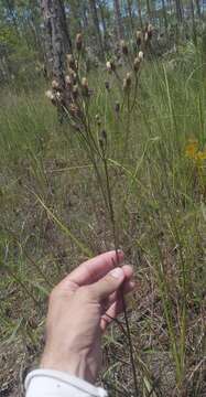 صورة Vernonia blodgettii Small