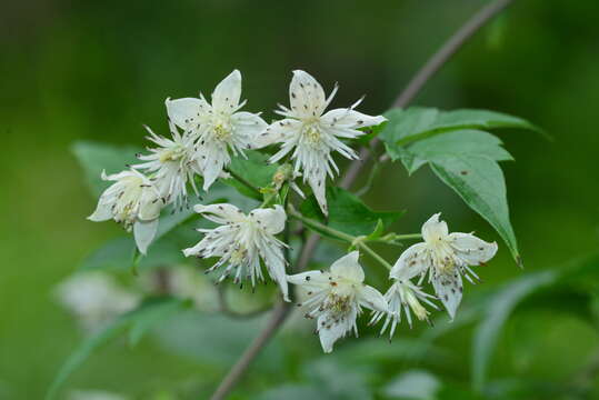 Imagem de Clematis parviloba Gardn. & Champ.