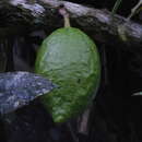 Image of Amphitecna apiculata A. H. Gentry