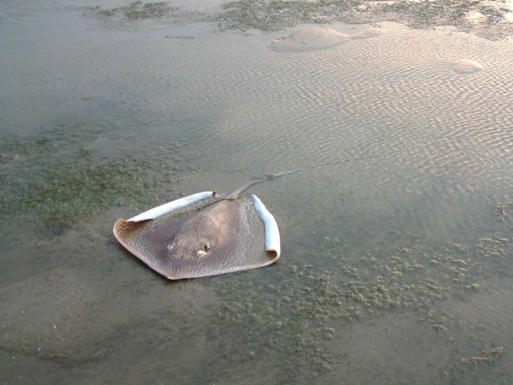 Image of Leopard Whipray