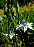 Image of Lomatogonium carinthiacum (Wulfen) Reichenb.