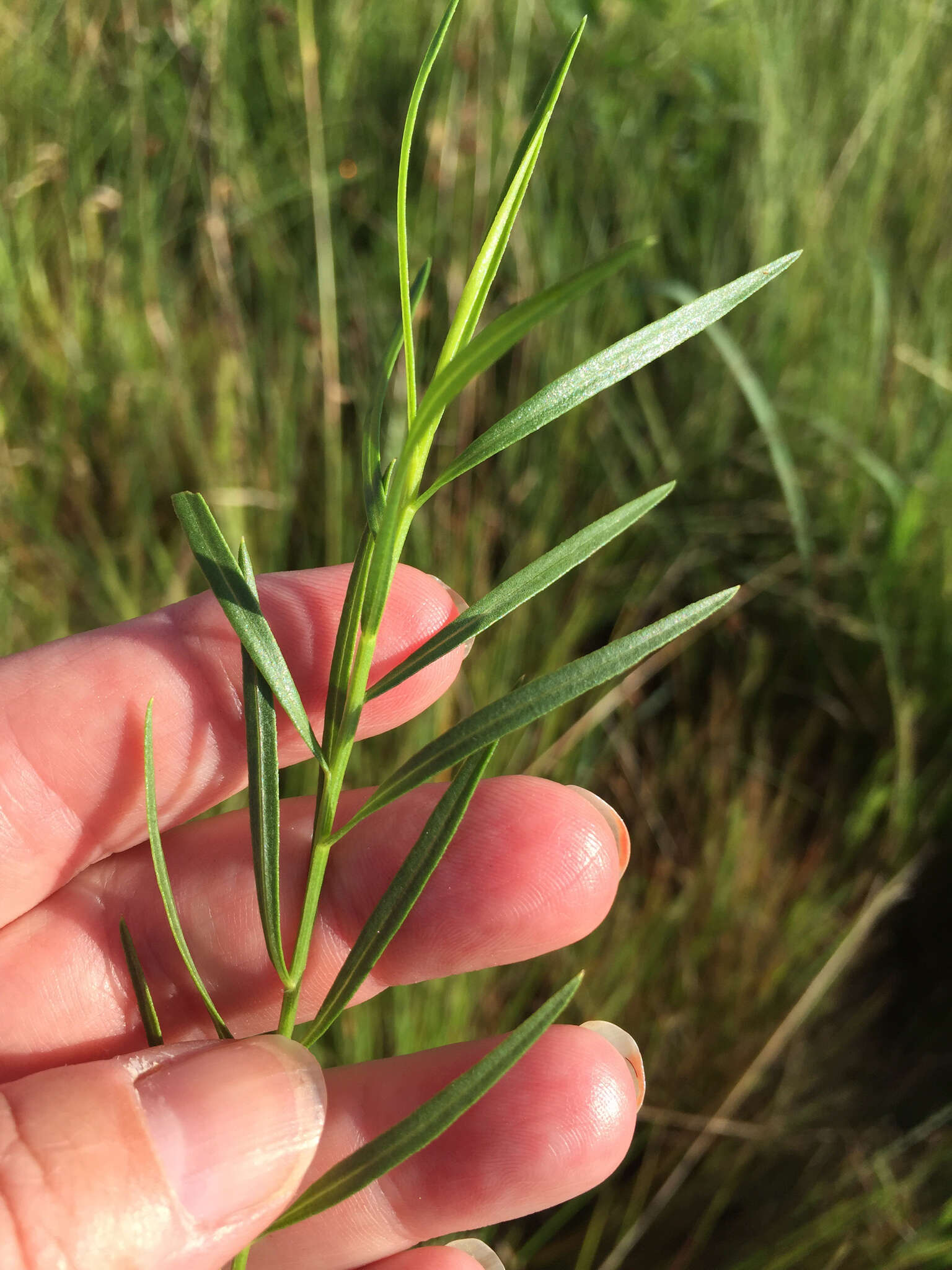 Plancia ëd Euthamia gymnospermoides Greene