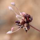 Image of Allium synnotii G. Don