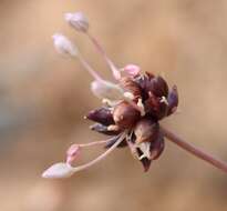 Image of Allium synnotii G. Don