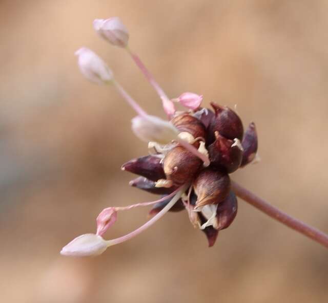 Image of Allium synnotii G. Don