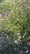 Image of doubtful chickweed