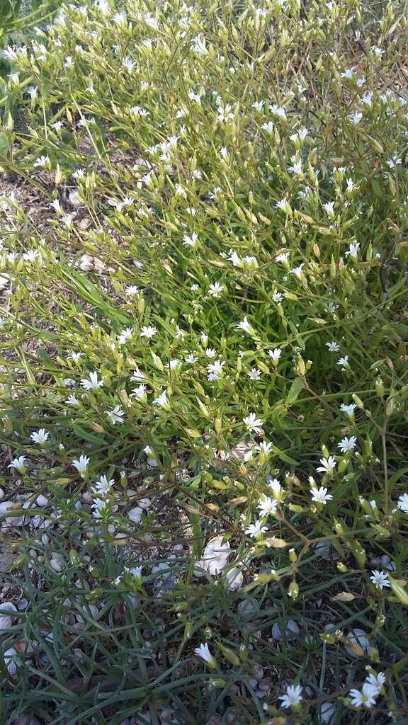 Image of doubtful chickweed