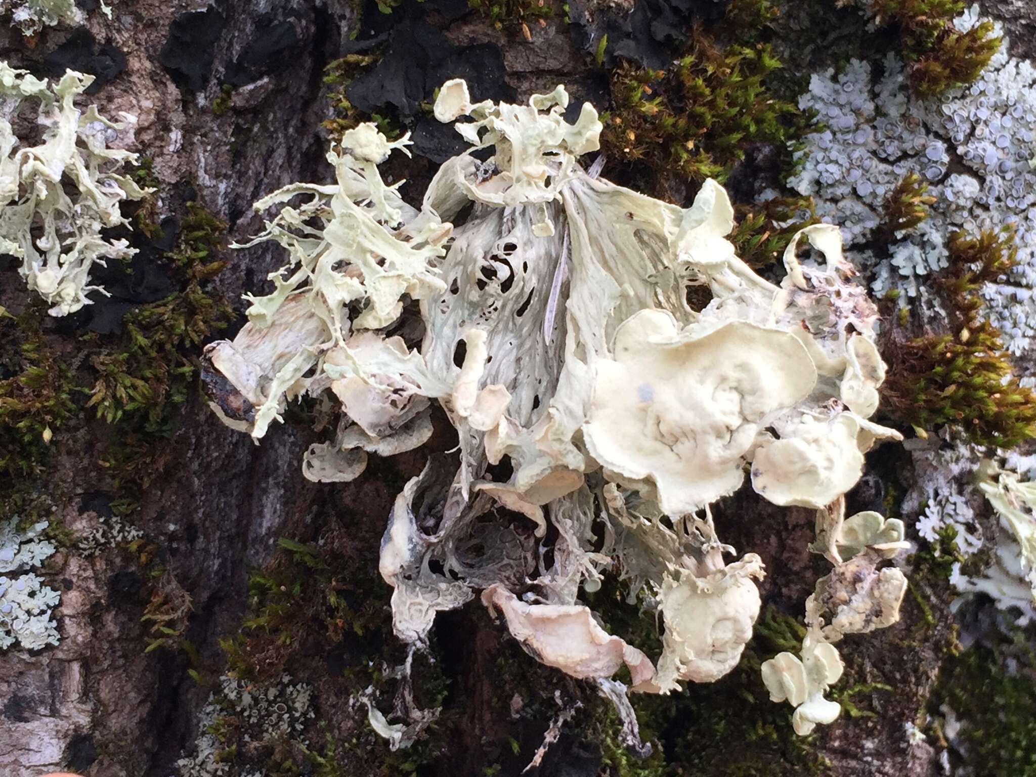 Imagem de Ramalina sinensis Jatta