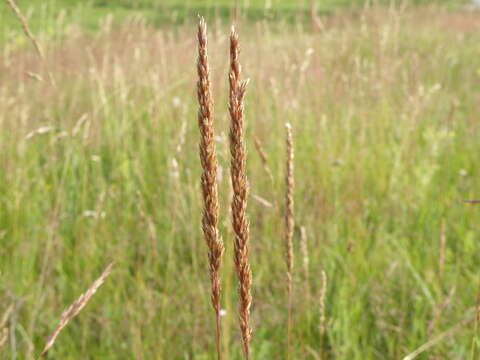 Image of Koeleria delavignei Czern. ex Domin