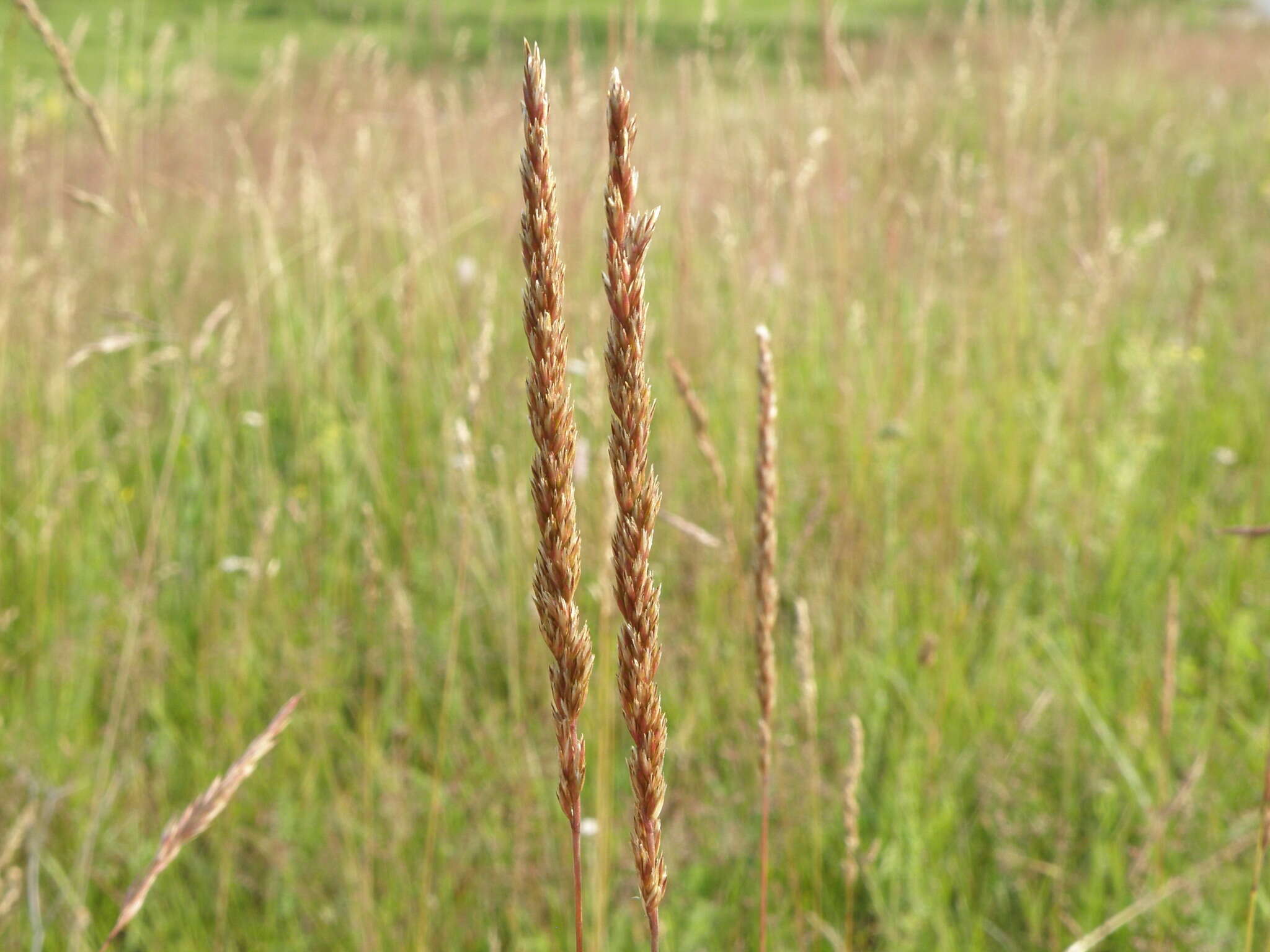 Image of Koeleria delavignei Czern. ex Domin