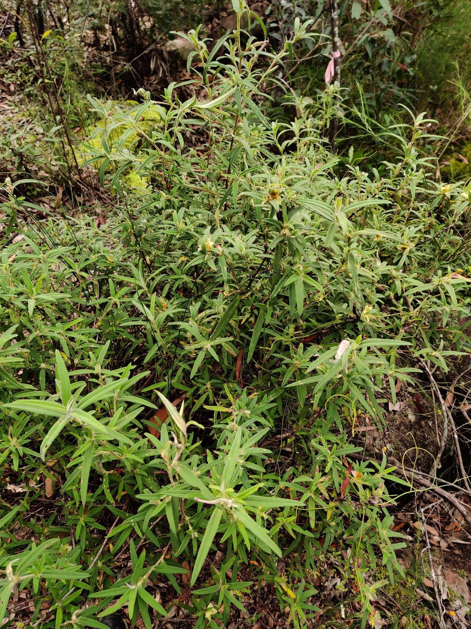 Image of Hibbertia saligna R. Br. ex DC.