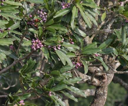 Image of Protorhus longifolia (Bernh.) Engl.