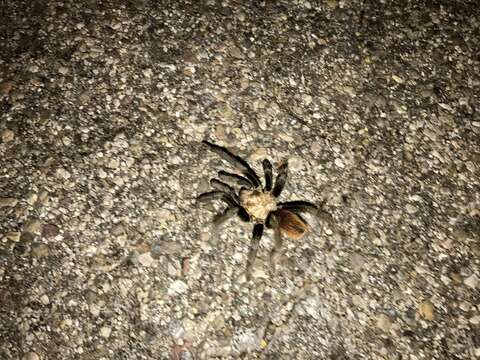 Image of Desert Blond Tarantula