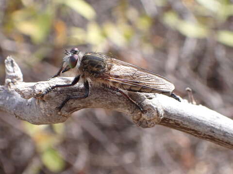 صورة Promachus vexator Becker 1908