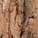 Image of Aoplus cestus (Cresson 1877)