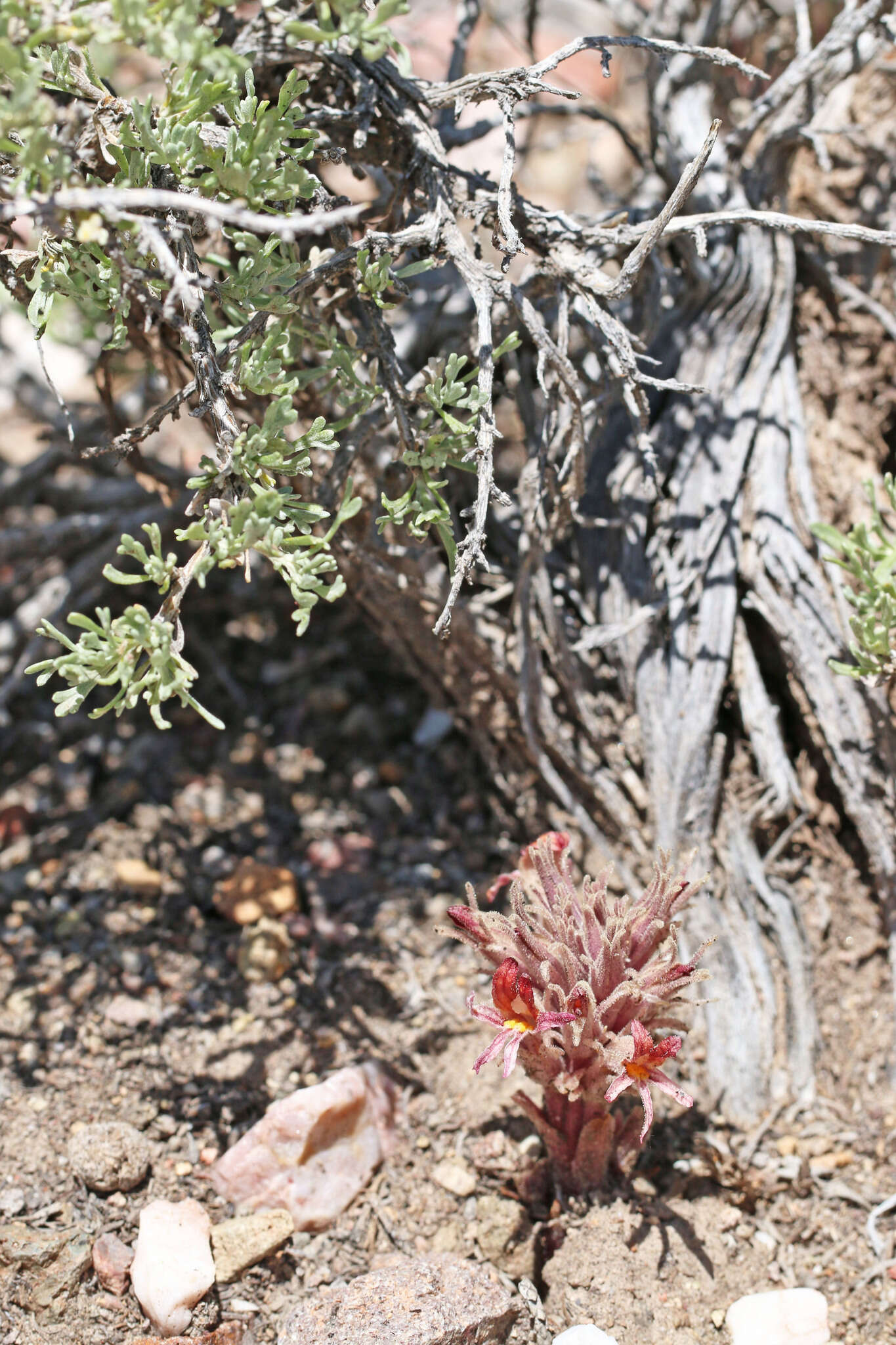 Image of flat-top broomrape