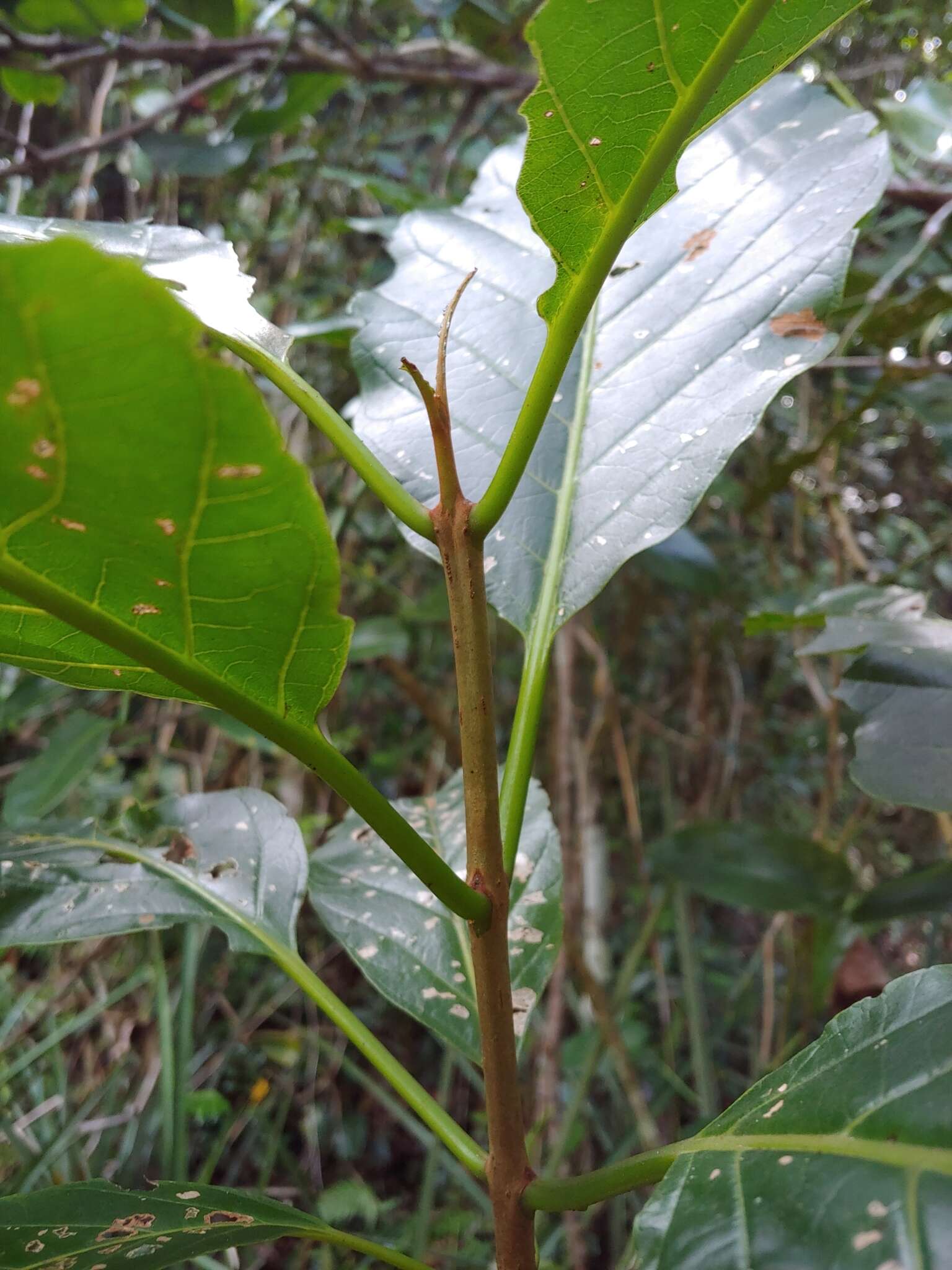 Image de Pisonia roqueae Trejo & Caraballo