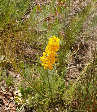 Image of <i>Lebeckia sepiaria</i> (L.) Thunb.
