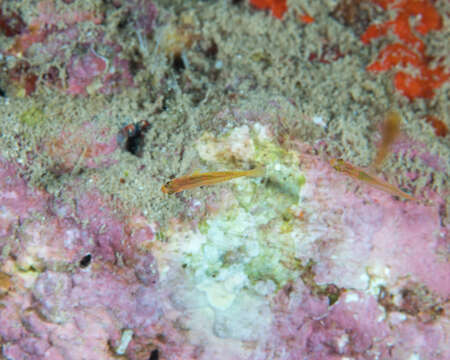 Image of Cave dwarfgoby