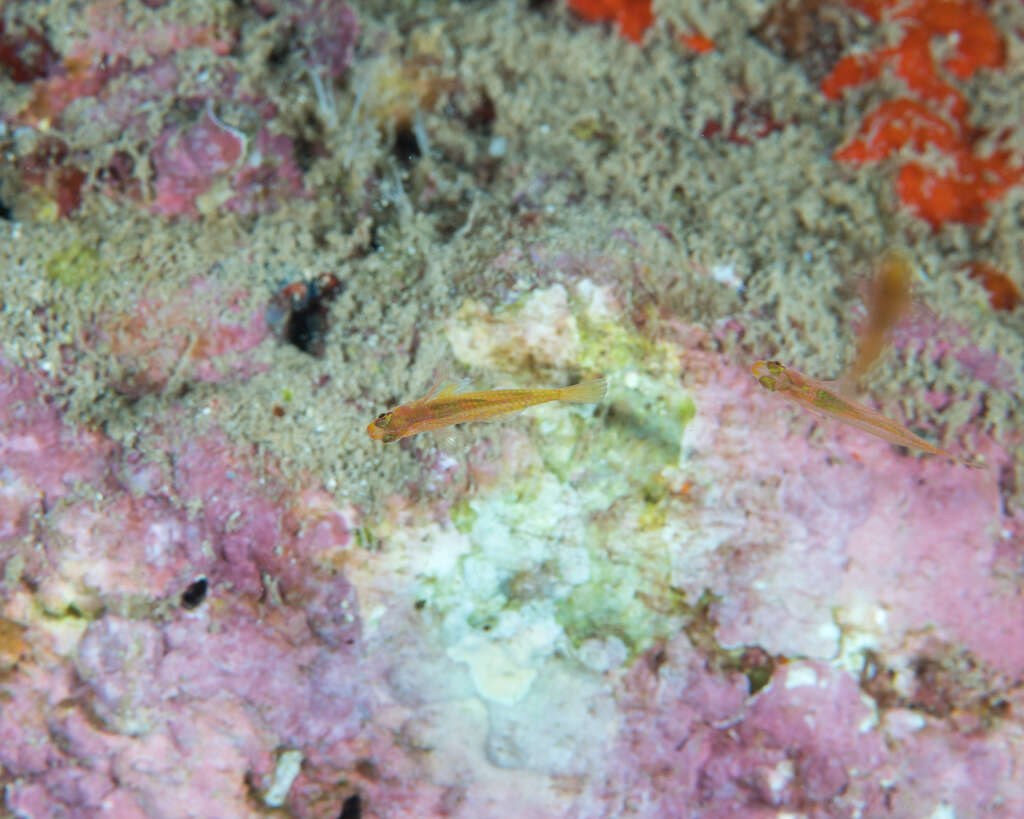 Image of Cave dwarfgoby