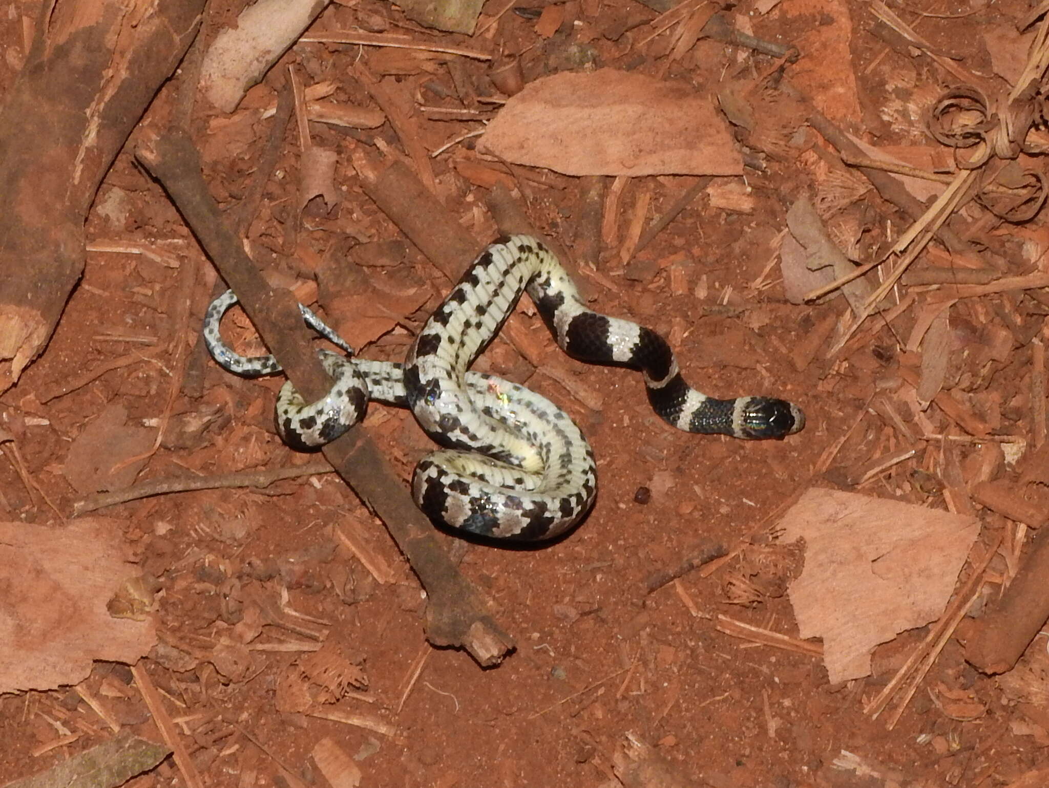 Image of Sibynomorphus mikanii (Schlegel 1837)