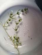 Image of Fragile Stonewort