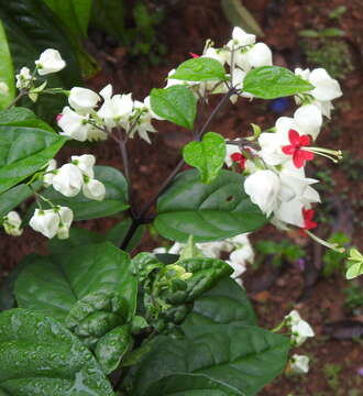 Imagem de Clerodendrum thomsoniae Balf. fil.