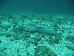 Image of Hourglass moray