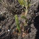 Image of Pelargonium caucalifolium Jacq.